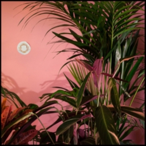 Beaty Heart - Mixed Blessings in the group OTHER / Övrigt / at Bengans Skivbutik AB (1049644)