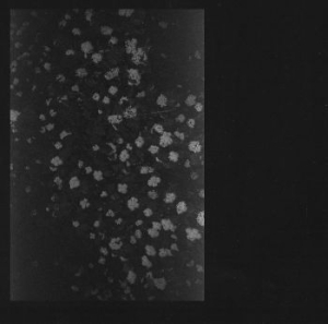 Motorama - Poverty in the group CD / Pop-Rock at Bengans Skivbutik AB (1189080)