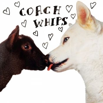 Coachwhips - Bangers Vs Fuckers in the group VINYL / Bestsellers at Bengans Skivbutik AB (1270753)