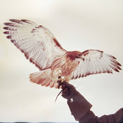 Jm Airis - Wild Birds in the group VINYL / Pop at Bengans Skivbutik AB (1335120)