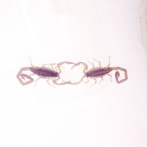 Cross Record - Wabi Sabi in the group CD / Rock at Bengans Skivbutik AB (1718728)