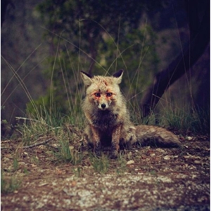 Winterpills - Love Songs in the group CD / Pop-Rock at Bengans Skivbutik AB (1842356)