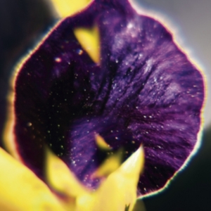 Fis - From Patterns To Details in the group CD / Pop-Rock at Bengans Skivbutik AB (2057157)