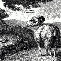 Dödsvarg - Livet Är En Dödsorsak in the group VINYL / Hårdrock,Pop-Rock at Bengans Skivbutik AB (2057896)