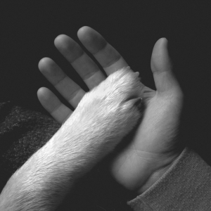 Jaws Of Love - Tasha Sits Close To The Piano in the group VINYL / Pop-Rock at Bengans Skivbutik AB (2543499)