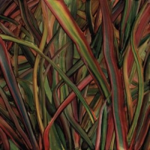 Gengahr - Where Wilderness Grows in the group CD / Pop-Rock at Bengans Skivbutik AB (2851569)