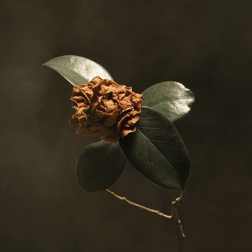 St. Paul & The Broken Bones - Young Sick Camellia in the group CD / Pop-Rock at Bengans Skivbutik AB (3302170)