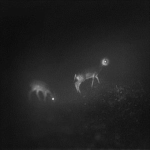 Bliss Signal - Bliss Signal in the group CD / Pop-Rock at Bengans Skivbutik AB (3306648)