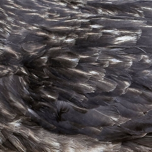 Årstidir - Årstidir in the group CD / Pop-Rock at Bengans Skivbutik AB (3497838)