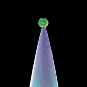 Gabriel Peter - New Blood in the group Minishops / Peter Gabriel at Bengans Skivbutik AB (3639630)