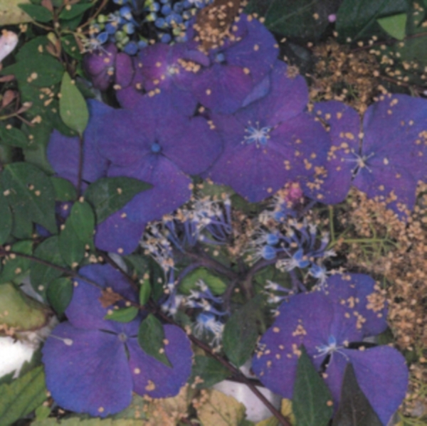 Somesurprises - Somesurprises in the group VINYL / Rock at Bengans Skivbutik AB (3670183)