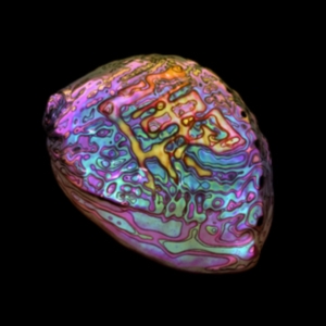 Ian Chang - Belonging in the group CD / Dance-Techno at Bengans Skivbutik AB (3802779)