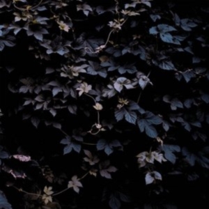 Vallera Michael - Vivid Flu in the group OTHER / Övrigt /  at Bengans Skivbutik AB (3830307)