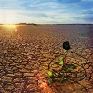 Souther Jd - Black Rose in the group VINYL / Pop-Rock at Bengans Skivbutik AB (3900353)