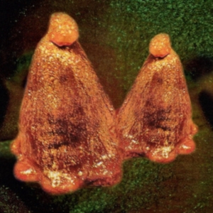 Black To Comm - Oocyte Oil & Stolen Androgens in the group VINYL / Pop-Rock at Bengans Skivbutik AB (3905130)