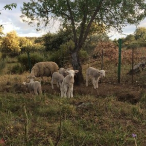 Foster Josephine - No Harm Done in the group VINYL / Pop-Rock at Bengans Skivbutik AB (3910710)