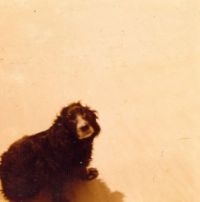 Pumice - Puddles in the group VINYL / Pop-Rock at Bengans Skivbutik AB (3962161)