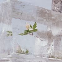 Efterklang - Windflowers (Clear Vinyl) in the group OTHER /  /  at Bengans Skivbutik AB (4027041)
