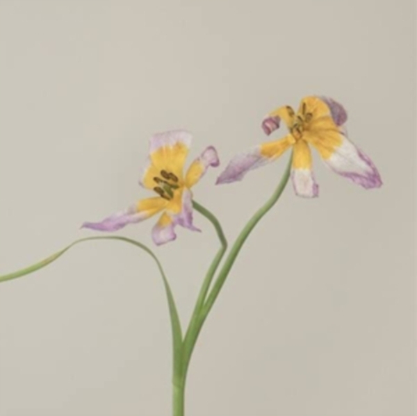Bakker Anne / Rene Aquariu - Hallucine in the group CD / Pop at Bengans Skivbutik AB (4061297)