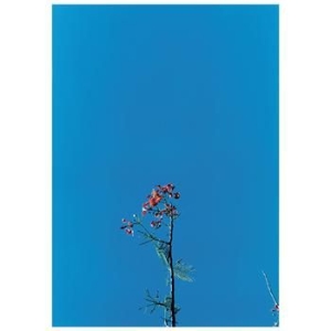 Joanna Newsom - Joanna & Ys Street Band in the group VINYL / Pop-Rock at Bengans Skivbutik AB (4086634)