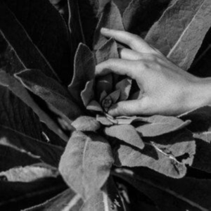 Nanook Of The North - Heide in the group CD / Pop-Rock at Bengans Skivbutik AB (4164555)