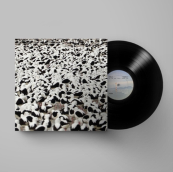 Stella Donnelly - Flood in the group VINYL / Bestsellers at Bengans Skivbutik AB (4164583)