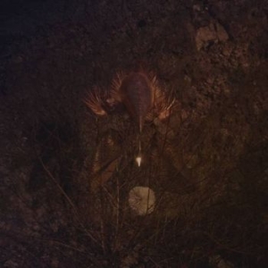 Bongbongbeerwizards - Ampire in the group VINYL / Rock at Bengans Skivbutik AB (4172086)