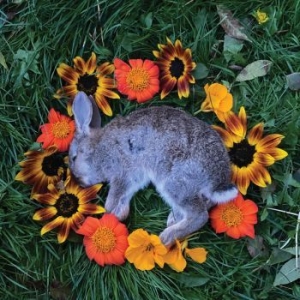 Monolord - Your Time To Shine (Forest Vinyl) in the group VINYL / Hårdrock at Bengans Skivbutik AB (4183894)