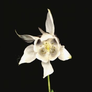 Fridge - Happiness (Anniversary Edition) in the group VINYL / Pop-Rock at Bengans Skivbutik AB (4254724)