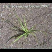 Schmeckenbecher Erich - 2007 in the group CD / Pop-Rock at Bengans Skivbutik AB (4265384)