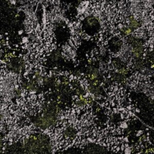 King Gizzard & The Lizard Wizard - Infest The Rats Nest (Live At Red R in the group VINYL / Pop-Rock at Bengans Skivbutik AB (4287754)