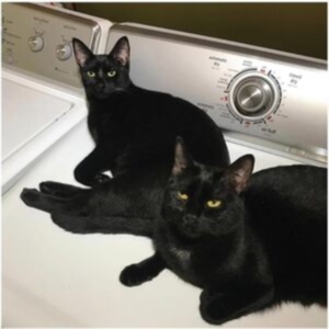 Prekop Sam & John Mcentire - Sons Of in the group VINYL / Pop-Rock at Bengans Skivbutik AB (4296260)