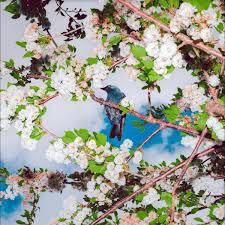 Ljudbilden Boelja - Embers in the group VINYL / Pop-Rock at Bengans Skivbutik AB (4309647)