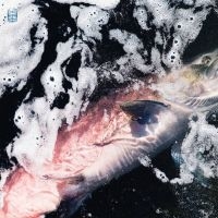 Jessika Kenney & Eyvind Kang - Azure in the group VINYL / Pop-Rock at Bengans Skivbutik AB (4313375)