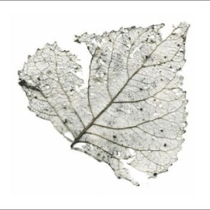 Telescopes - Hungry Audio Tapes Rsd in the group VINYL / Pop-Rock at Bengans Skivbutik AB (4330325)