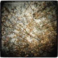 Horse Feathers - Thistled Spring in the group VINYL / Pop-Rock at Bengans Skivbutik AB (491425)