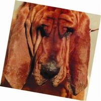 Segall Ty - Goodbye Bread in the group VINYL / Pop-Rock at Bengans Skivbutik AB (496401)