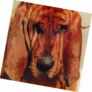 Segall Ty - Goodbye Bread in the group VINYL / Pop-Rock at Bengans Skivbutik AB (496401)