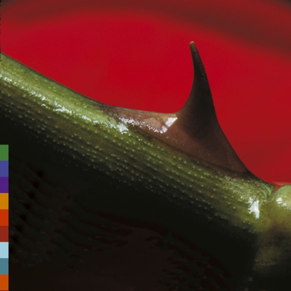 Nusrat Fateh Ali Khan - Night Song in the group CD / Bestsellers at Bengans Skivbutik AB (521370)