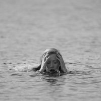 Duesund - Over Vannet in the group VINYL / Pop-Rock at Bengans Skivbutik AB (5522590)