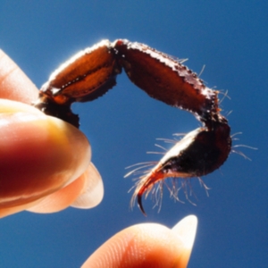 Squid - Cowards in the group OTHER / Övrigt /  at Bengans Skivbutik AB (5571715)