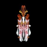 Scraps Of Tape - The Will To Burn (Limited Indie Exc in the group VINYL / Pop-Rock at Bengans Skivbutik AB (5572515)