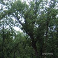 Barwick Julianna - The Magic Place in the group VINYL / Bestsellers at Bengans Skivbutik AB (5576104)
