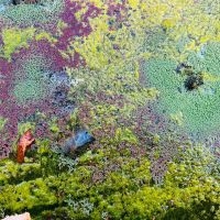 Mazurek Rob - Nestor's Nest in the group VINYL / Jazz at Bengans Skivbutik AB (5576587)