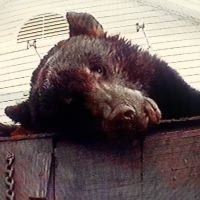 Truck Violence - Violence (Vinyl Lp) in the group VINYL / Hårdrock at Bengans Skivbutik AB (5587774)