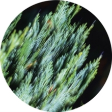 Tilliander - Ofog Ep in the group VINYL / Elektroniskt at Bengans Skivbutik AB (5627722)