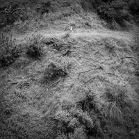 Tivel Anna - Animal Poem in the group OUR PICKS / Friday Releases / 2025-10-31 at Bengans Skivbutik AB (5629830)