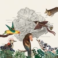 Friendly Rich - The Birds Of Marsville in the group OUR PICKS / Friday Releases / 2025-08-15 at Bengans Skivbutik AB (5631330)