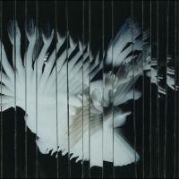 Scaler - Endlessly in the group OUR PICKS / Friday Releases / 2025-09-26 at Bengans Skivbutik AB (5639962)