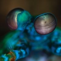 Gibbs Melvin - Amasia: Anamibia Sessions 2 in the group OUR PICKS / Friday Releases / 2025-10-17 at Bengans Skivbutik AB (5640151)